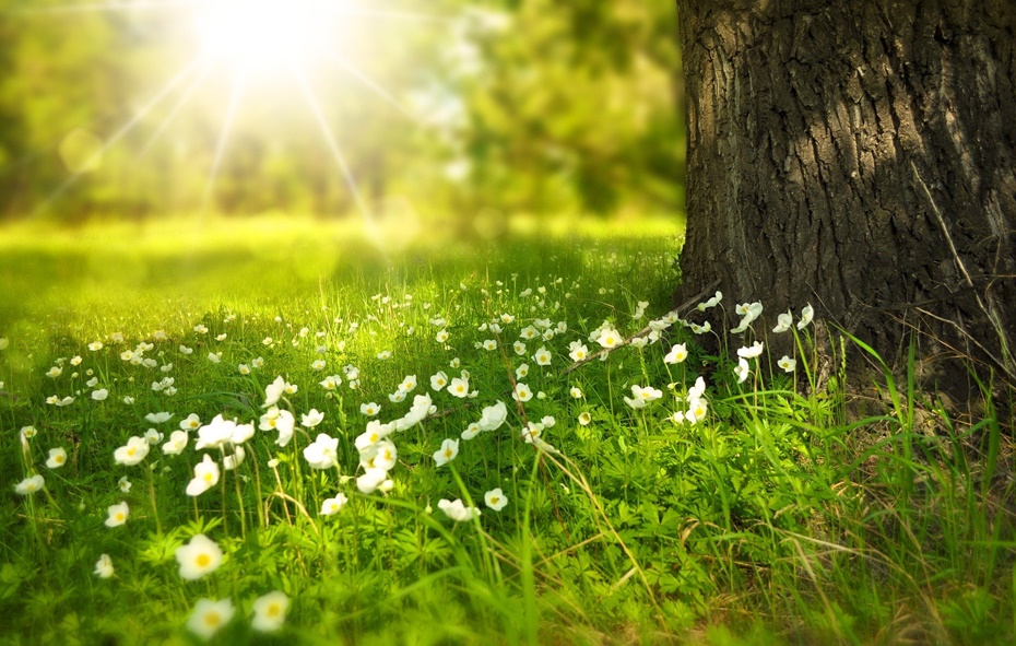 Blumen Wiese Baum